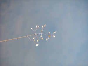 2010-08-15_0074 2010-08-15_0074